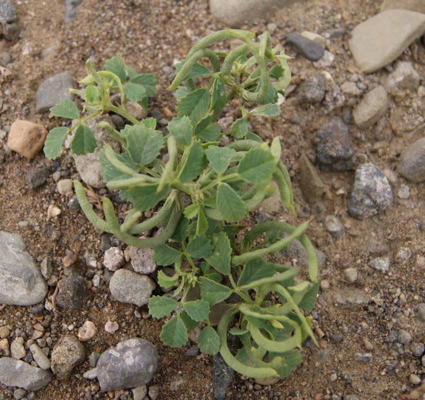 Image of Trigonella arcuata specimen.