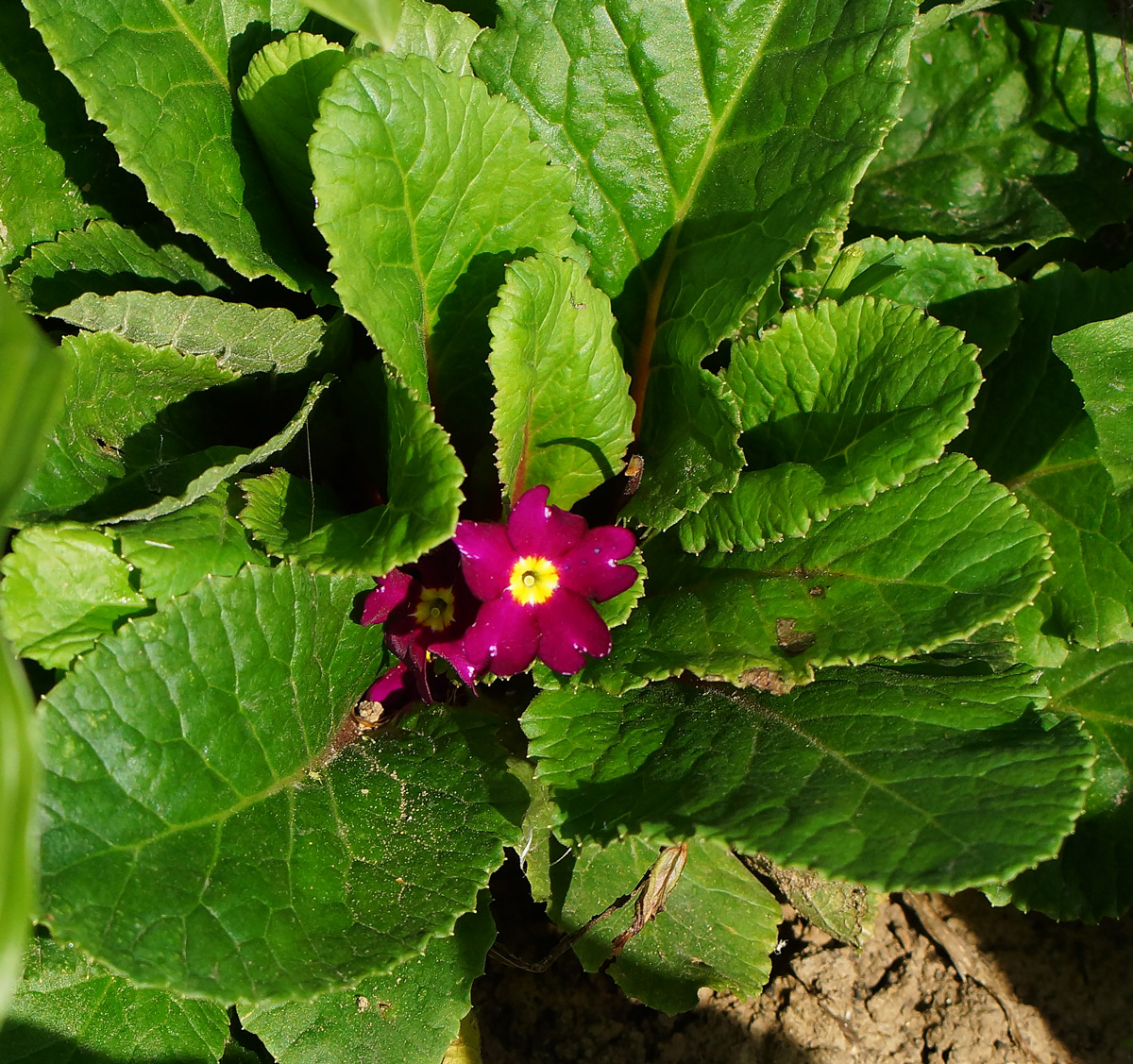 Image of Primula × pruhoniciana specimen.