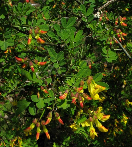 Image of Hippocrepis emerus specimen.