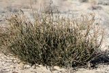 Ephedra distachya