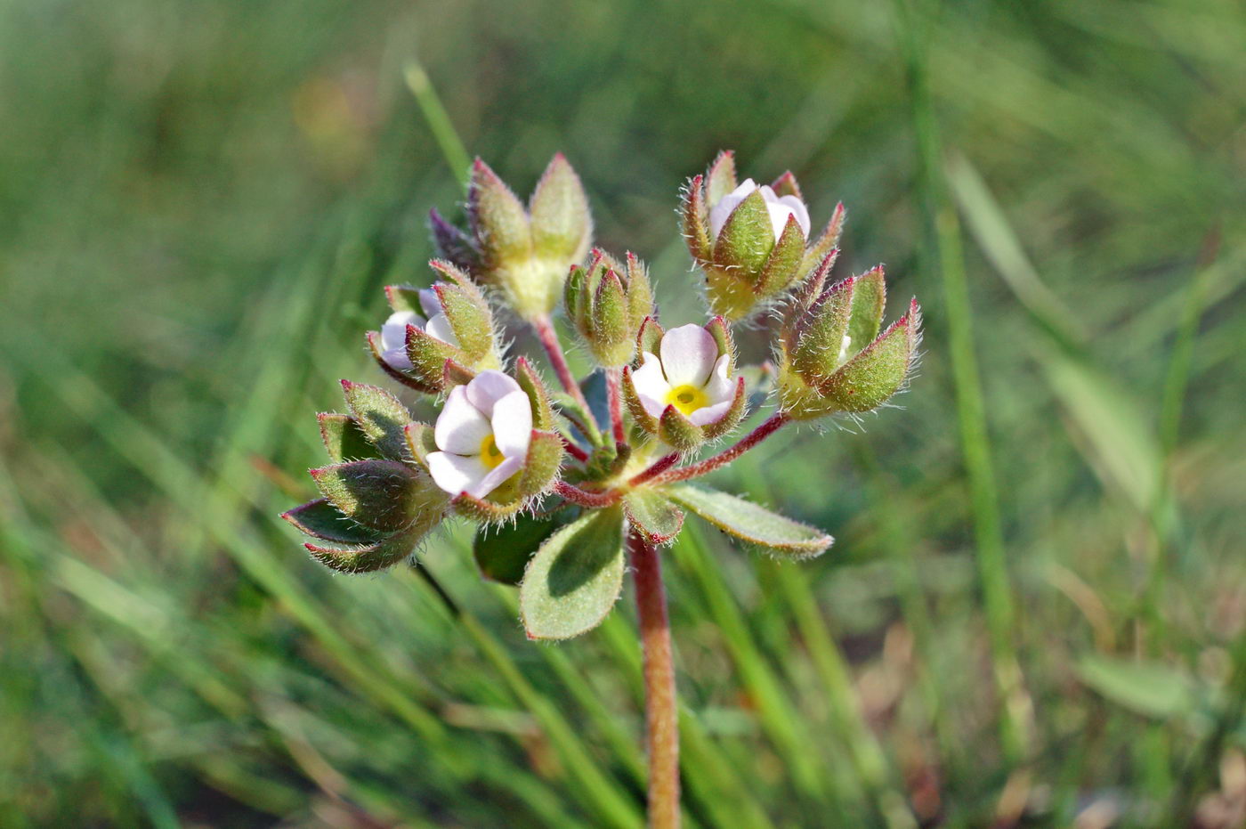 Image of Androsace maxima specimen.