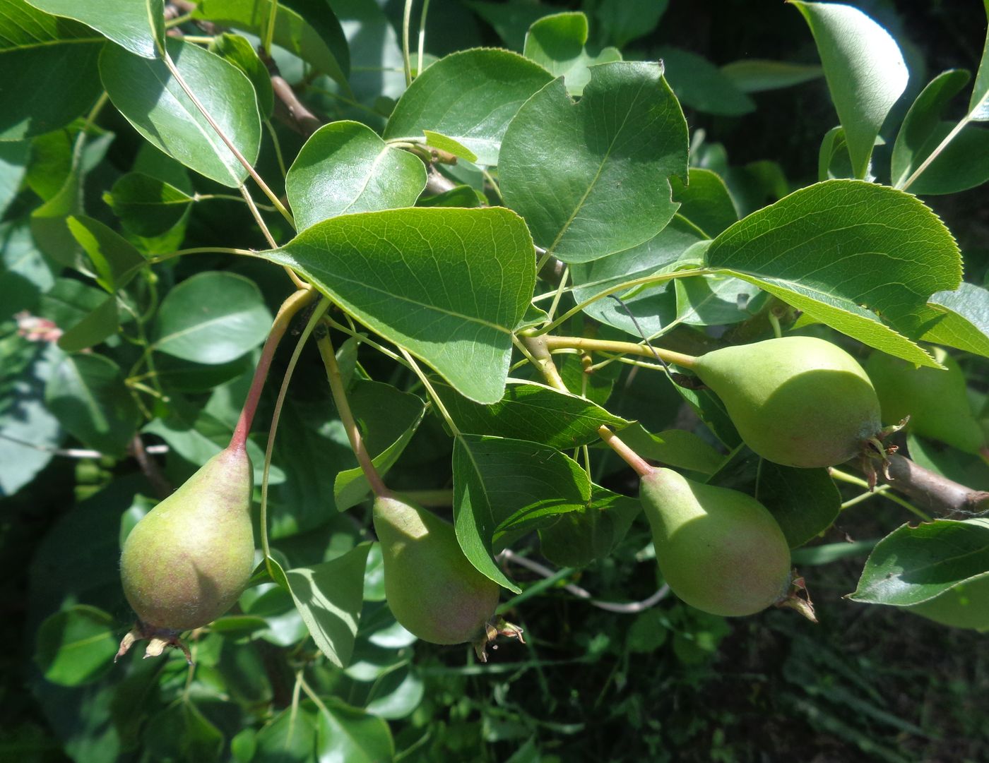 Image of Pyrus communis specimen.