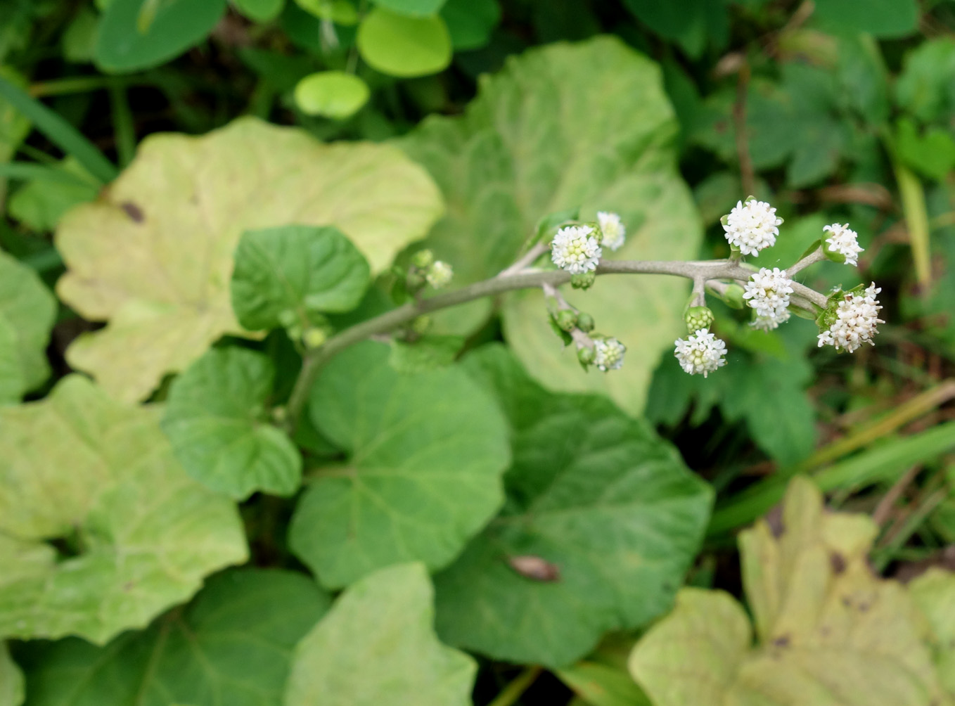 Изображение особи Adenocaulon adhaerescens.