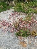 Saxifraga kolenatiana