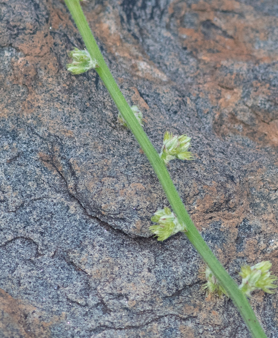 Image of Pupalia lappacea specimen.