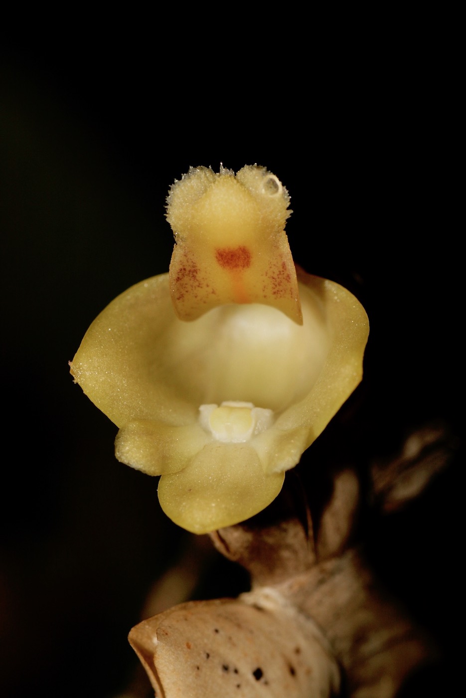 Image of Dendrobium leonis specimen.