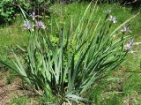 Iris sogdiana