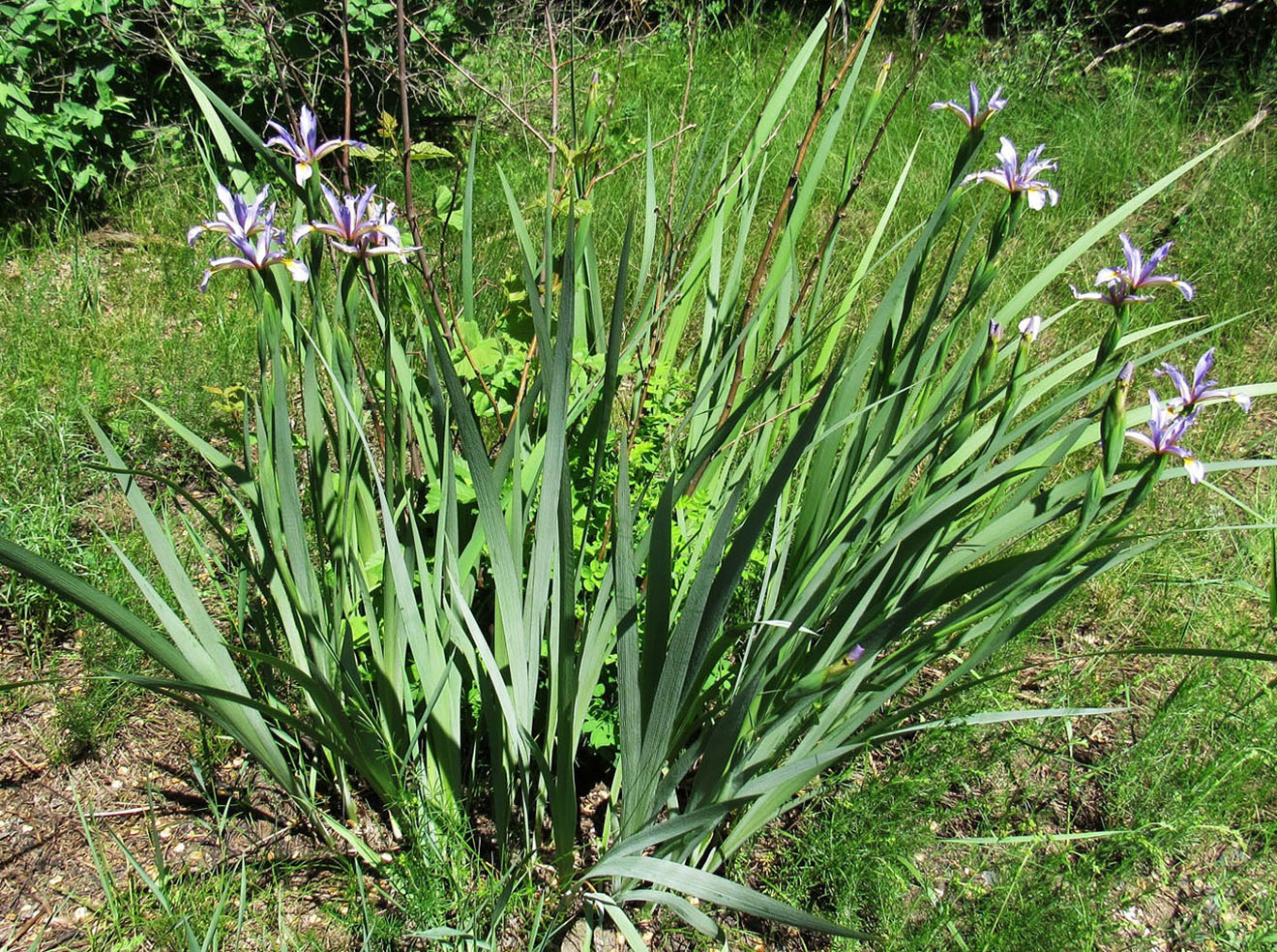 Изображение особи Iris sogdiana.