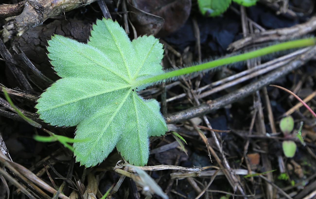 Image of Alchemilla micans specimen.