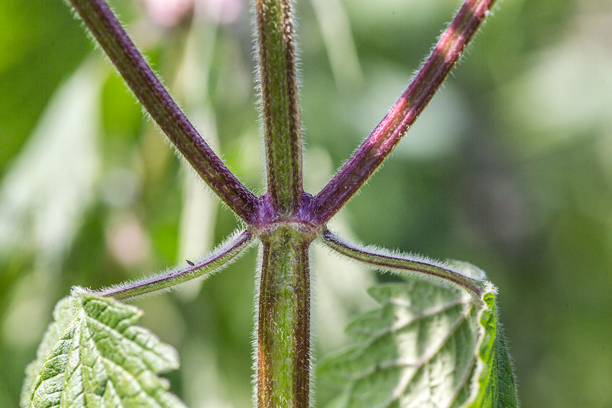 Изображение особи Leonurus quinquelobatus.