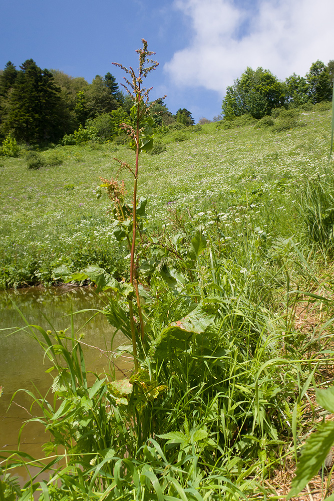 Image of Rumex alpinus specimen.