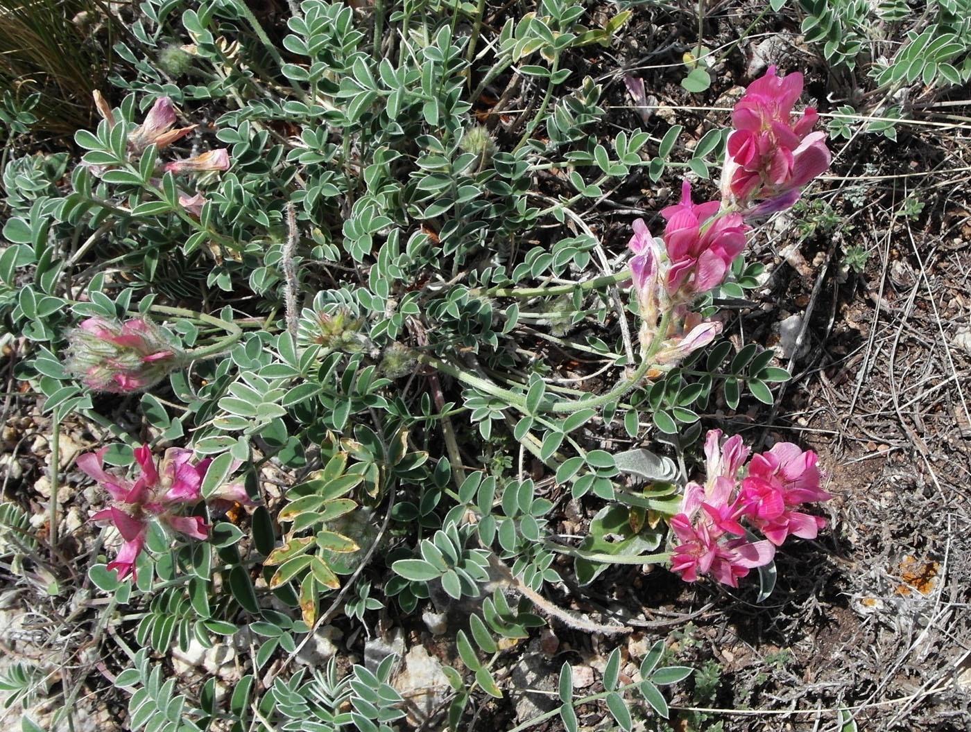 Image of Hedysarum ferganense specimen.