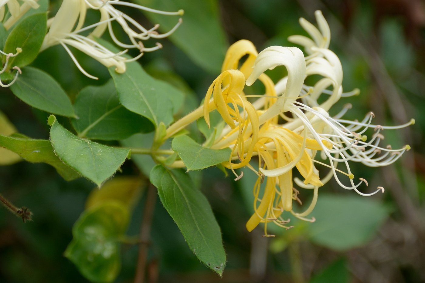 Изображение особи Lonicera japonica.