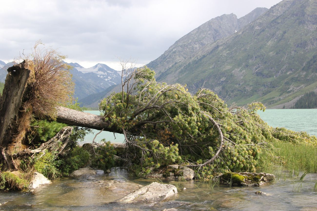 Image of Pinus sibirica specimen.