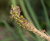 Bulbine narcissifolia