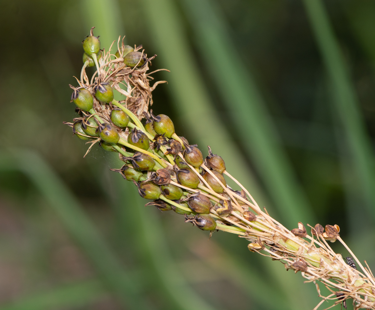 Изображение особи Bulbine narcissifolia.