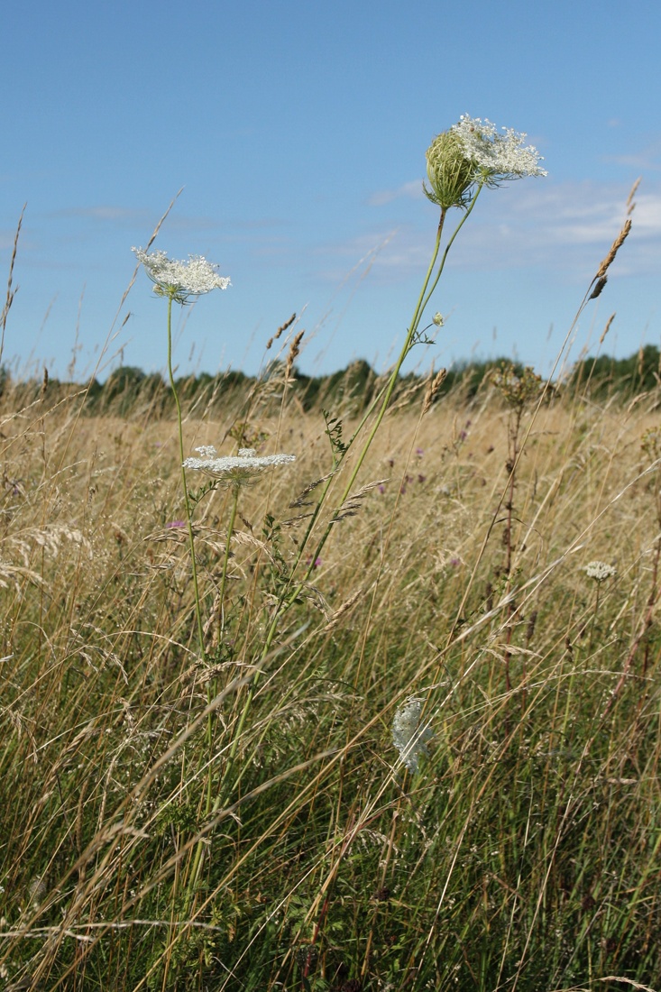 Image of Daucus carota specimen.