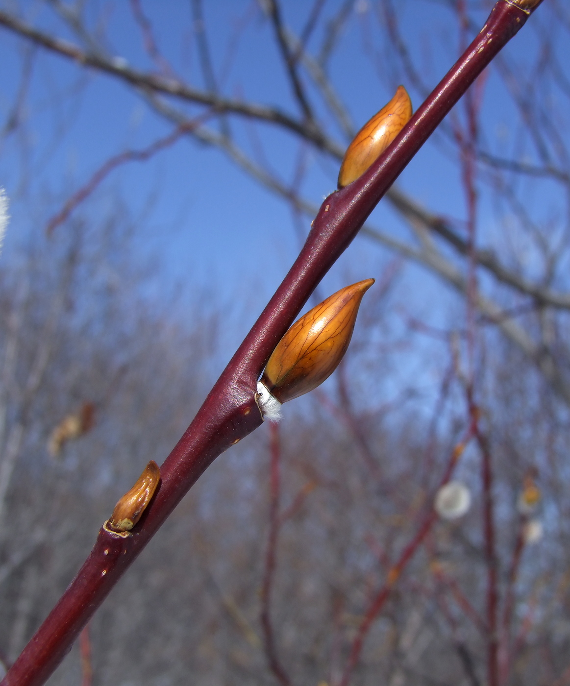 Image of Salix rorida specimen.