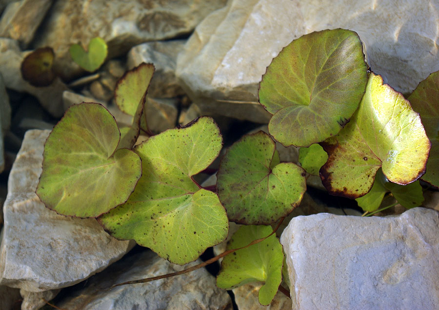 Image of Petasites radiatus specimen.