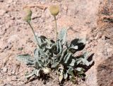 Erigeron amorphoglossus