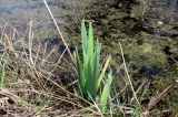 Iris pseudacorus. Молодые листья. Новая Москва, дер. Ярцево, берег пруда. 03.05.2019.