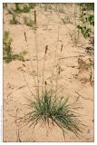 Koeleria glauca. Растение на песчаном пляже. Республика Татарстан, Волжско-Камский заповедник, 28.06.2006.