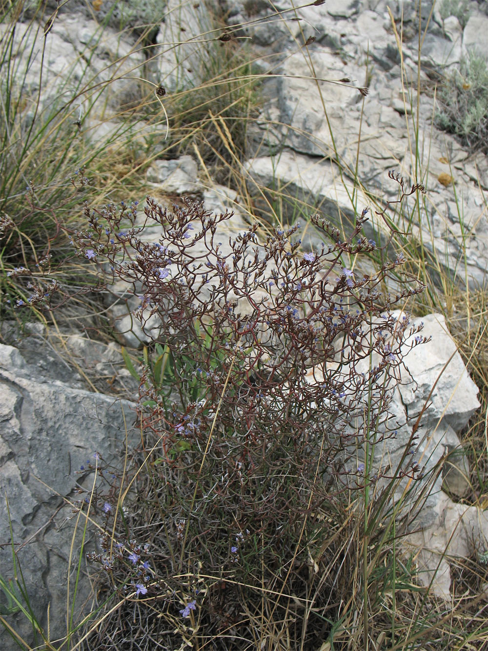 Изображение особи Limonium anfractum.