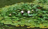 Nymphaea × marliacea