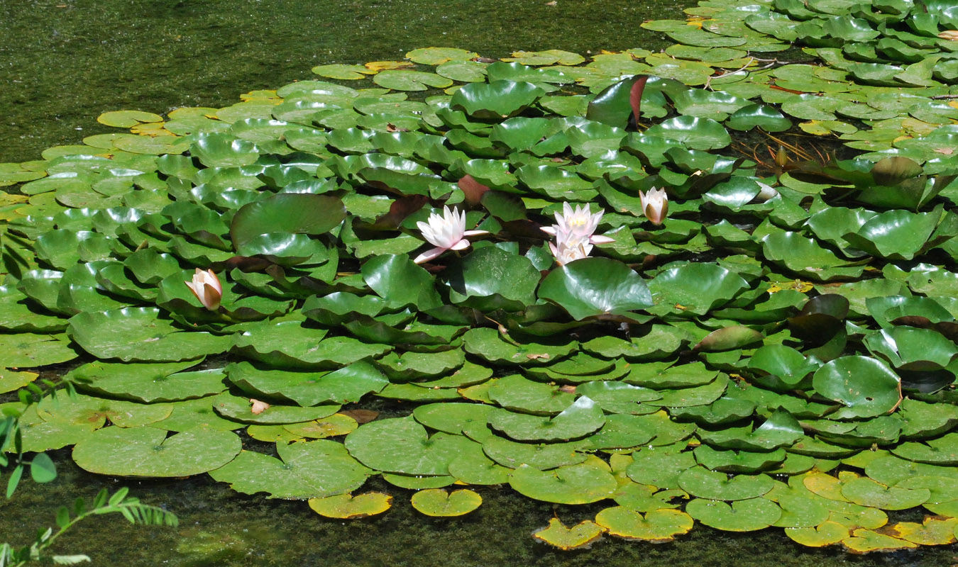Image of Nymphaea × marliacea specimen.