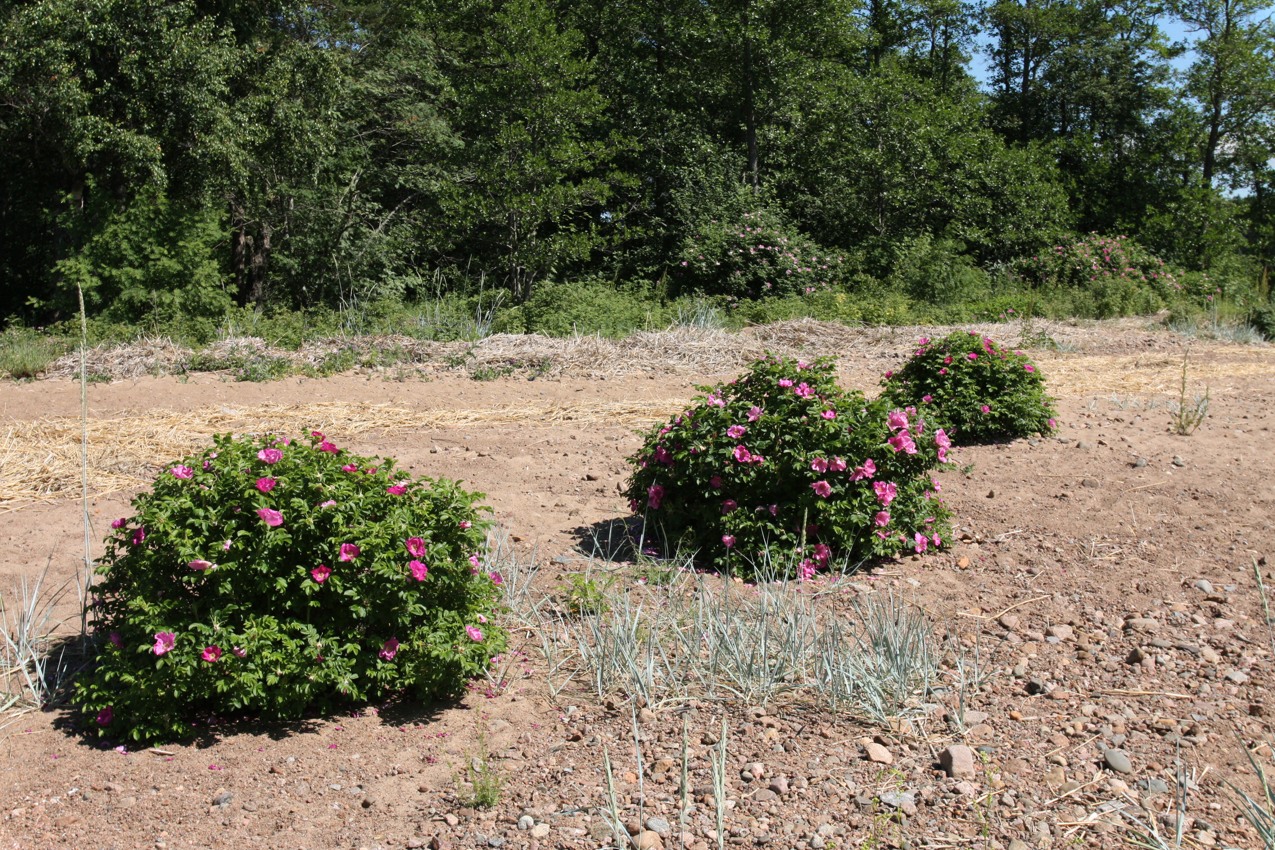 Image of Rosa rugosa specimen.