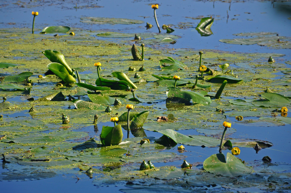 Image of Nuphar lutea specimen.