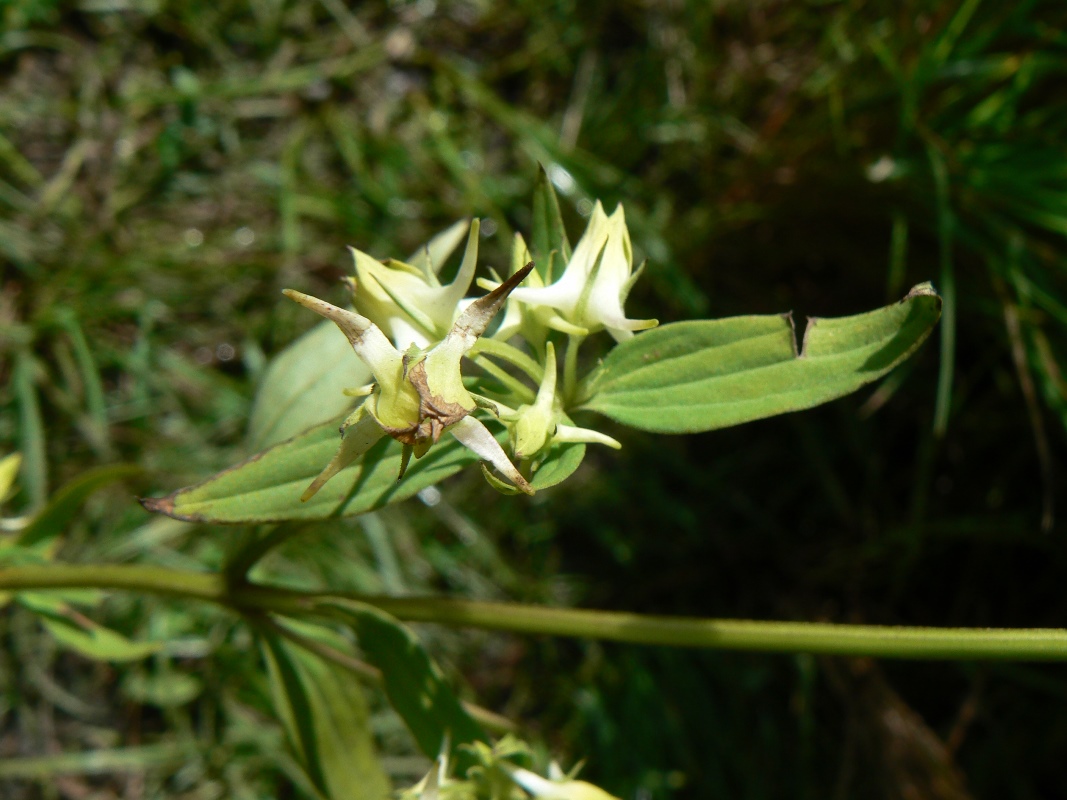 Image of Halenia corniculata specimen.