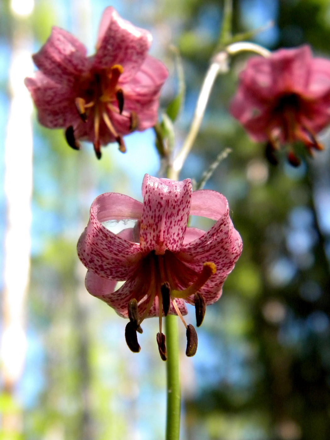 Image of Lilium pilosiusculum specimen.