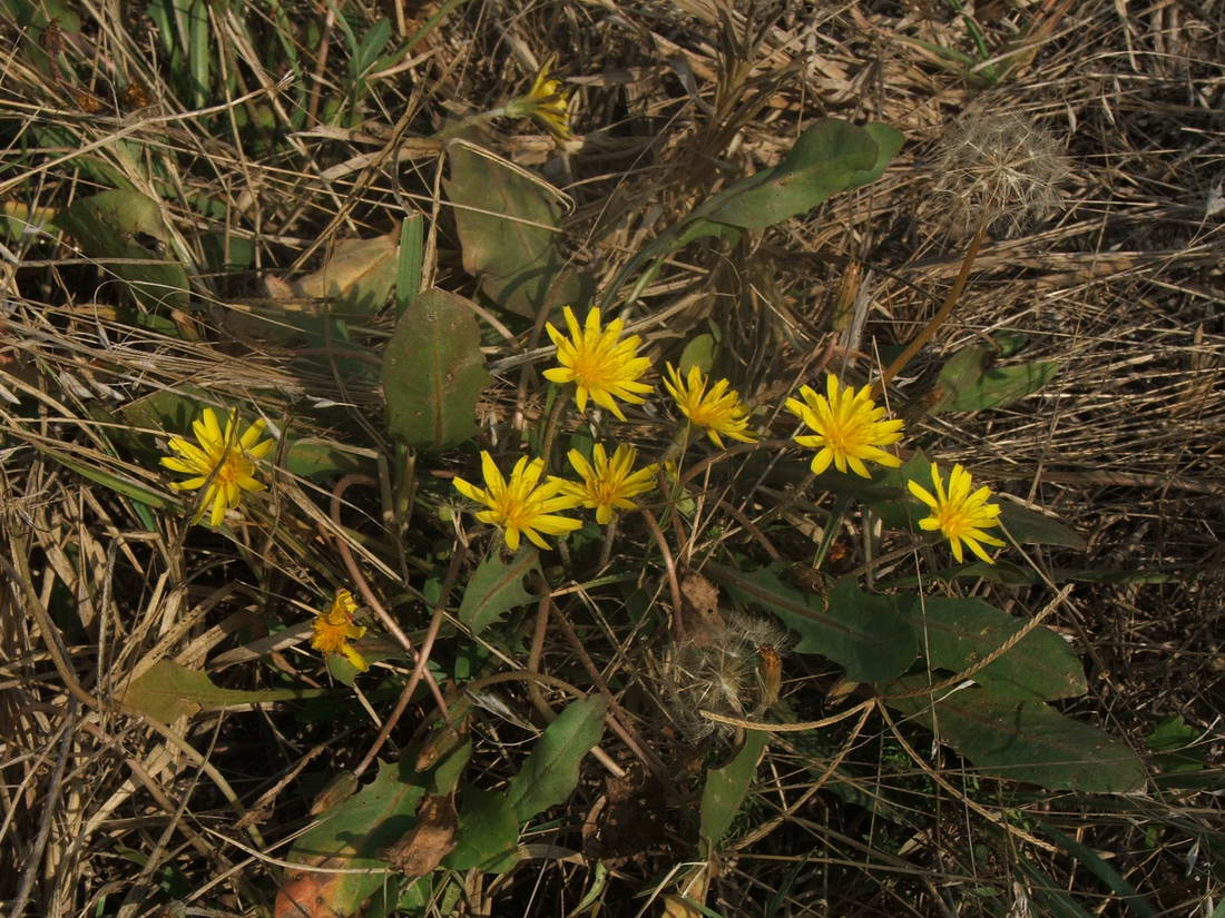 Image of Taraxacum bessarabicum specimen.