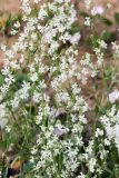 Silene dichotoma. Верхушка цветущего растения. Краснодарский край, МО г. Анапа, окр. с. Сукко, окр. оз. Сукко, каменистая осыпь вдоль дороги к озеру. 10.06.2019.