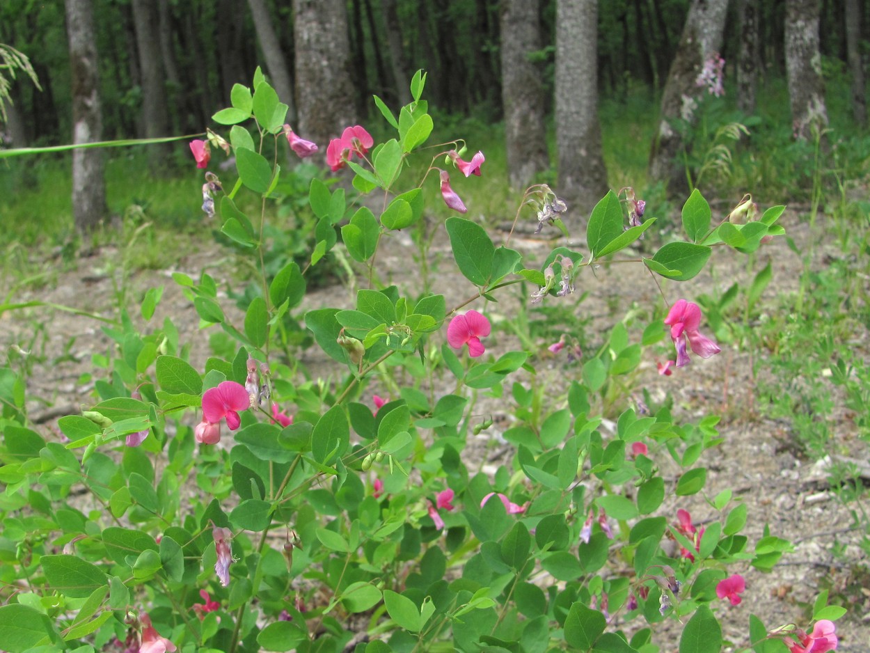 Изображение особи Lathyrus roseus.