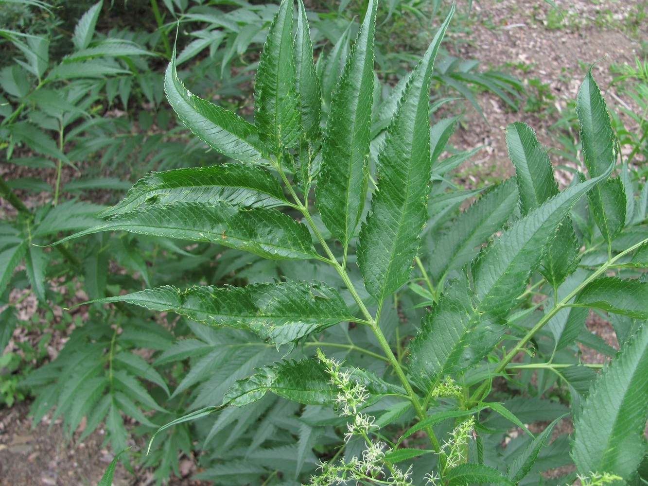 Image of Datisca cannabina specimen.