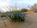 Iris tenuifolia. Цветущее растение. Казахстан, Туркестанская обл., Сузакский р-н, Западная Бетпак-Дала, окр. пос. Кыземшек (бывш. Степной), песчаный бугор среди равнинной полынно-боялычной пустыни. 14 апреля 2021 г.