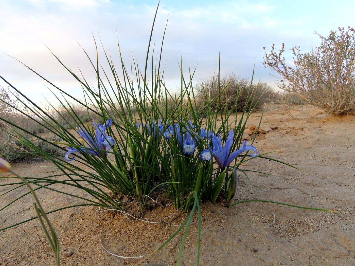 Image of Iris tenuifolia specimen.