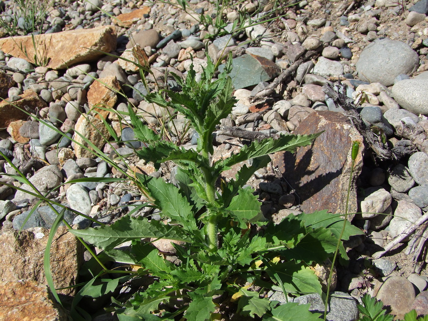 Image of Arabis pendula specimen.