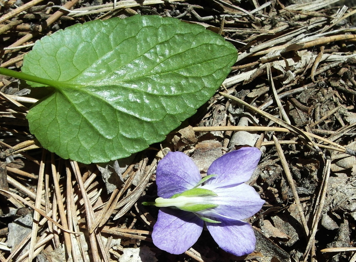 Изображение особи род Viola.