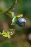 Vaccinium myrtillus