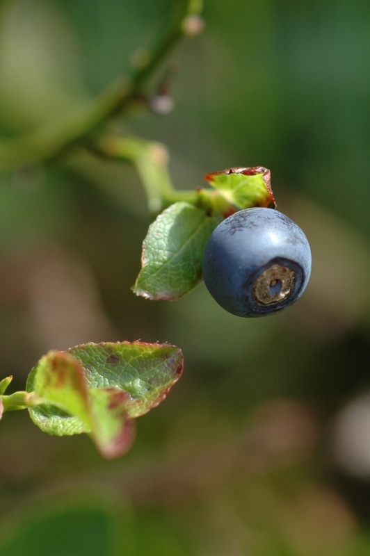 Image of Vaccinium myrtillus specimen.