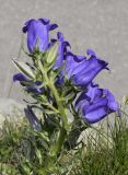 Campanula speciosa