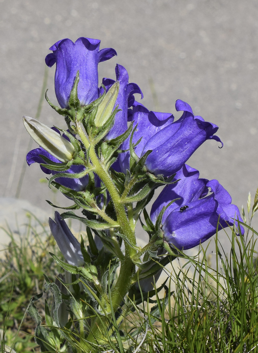 Image of Campanula speciosa specimen.