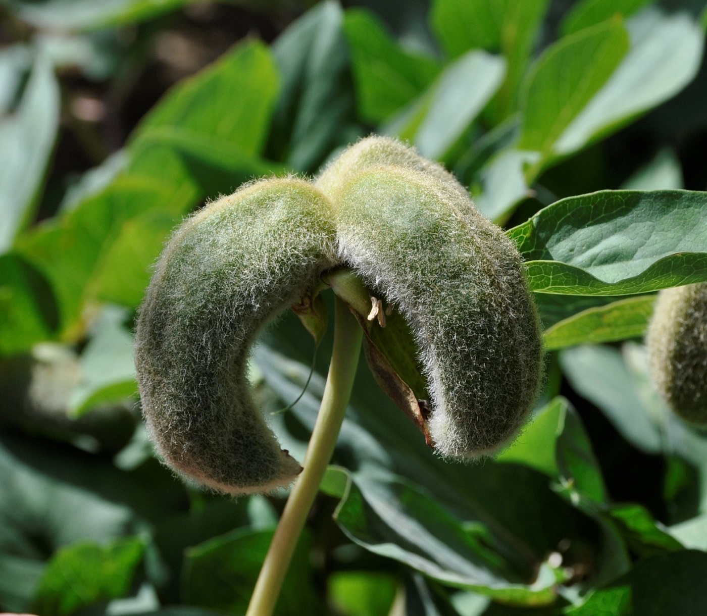 Image of Paeonia mascula specimen.