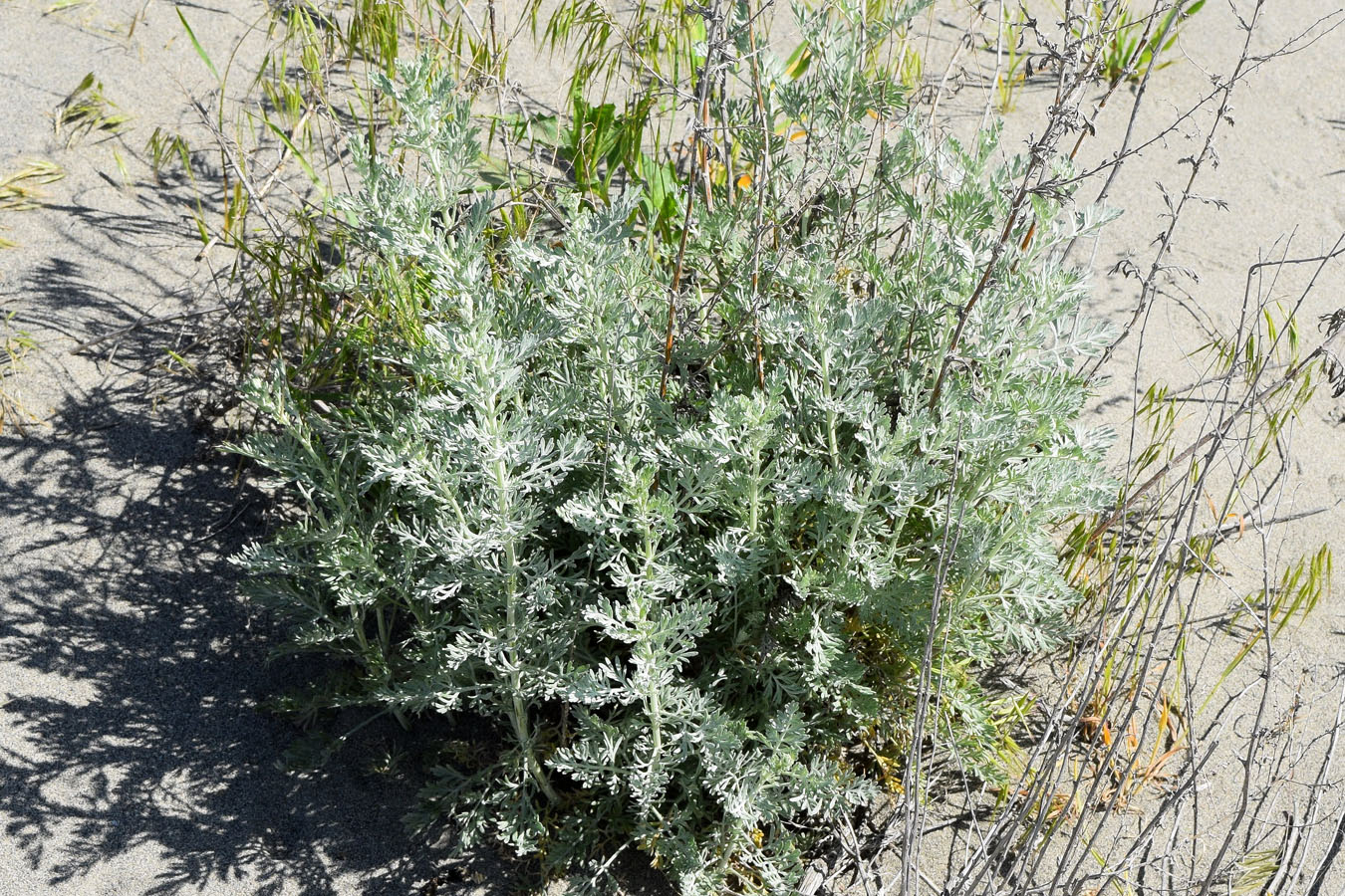 Image of Artemisia ferganensis specimen.