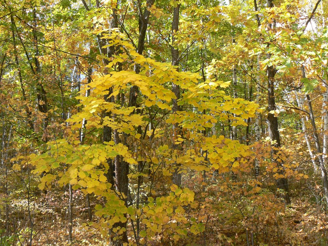 Image of Acer tegmentosum specimen.