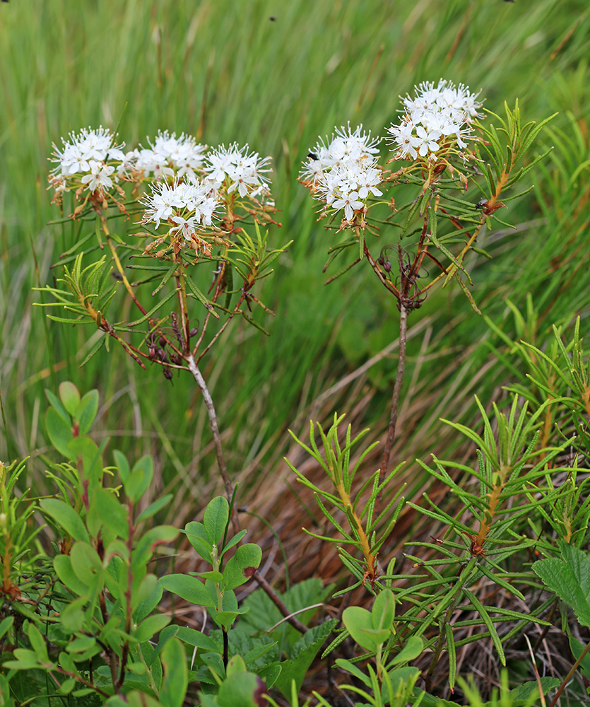 Image of Ledum subulatum specimen.