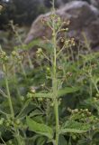 Scrophularia alpestris. Соцветие с цветками и завязывающимися плодами. Испания, автономное сообщество Каталония, провинция Жирона, комарка Рипольес, муниципалитет Сеткасес, курорт \"Вальтер 2000\", ≈2200 м н.у.м., среди валунов на склоне юго-западной экспозиции. 27.07.2021.